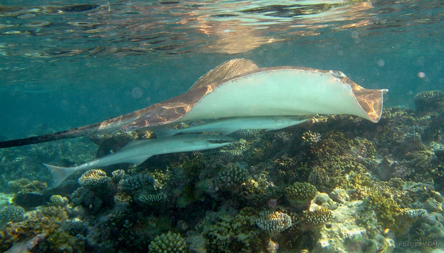 IMG_7479rc_Maldives_Madoogali_ Raie pastenague epineuse-Dasyatis centroura et Remora-Echeines naucrates.jpg